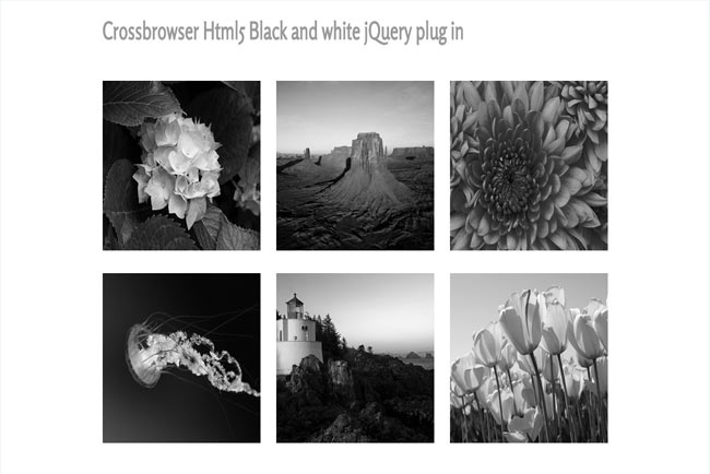 BlackHover - Html5 Black and white image hover effect jQuery