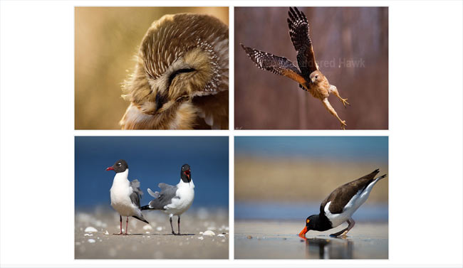 Hover Zoom - jQuery Image zoom hover effect